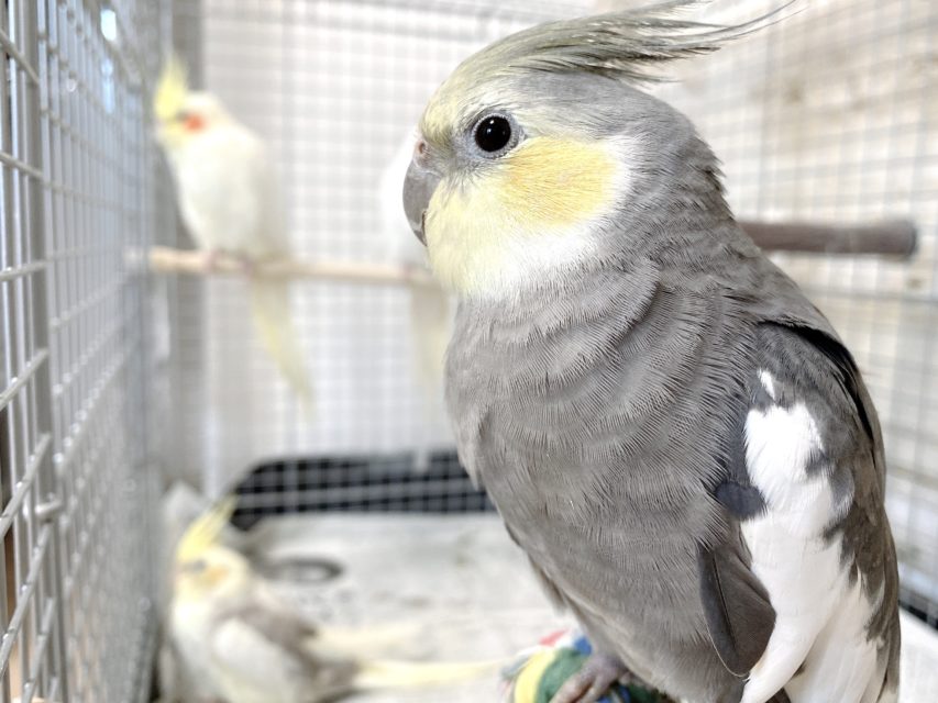 オカメインコ オカメインコ品種紹介】現在巣箱を入れているペアから産まれる